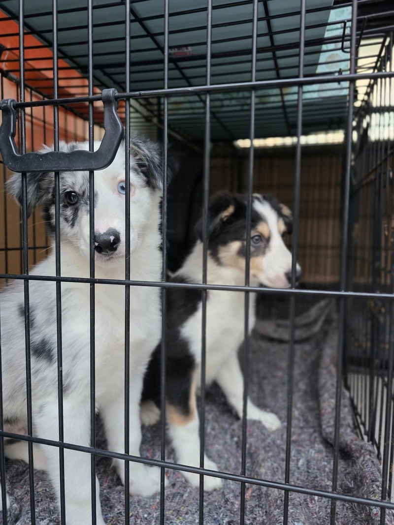 Ankara Pet Taksi